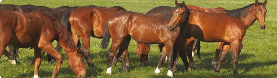 3D ontwomring Paard, cursus parasitologie paard